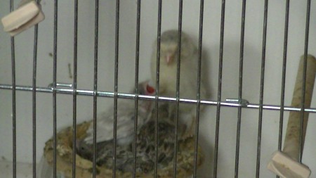 de 15 dagen witste van alle 3 heeft honger 